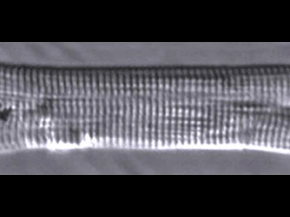 konhilas lab image