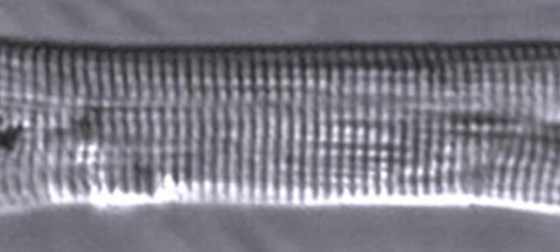 konhilas lab image