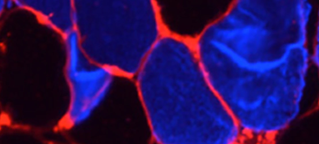ottenheijm lab image