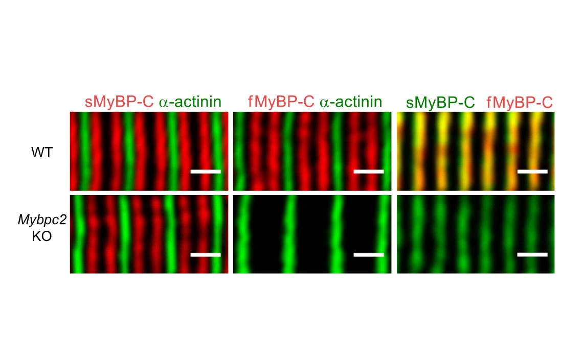 sadayappan lab image 2