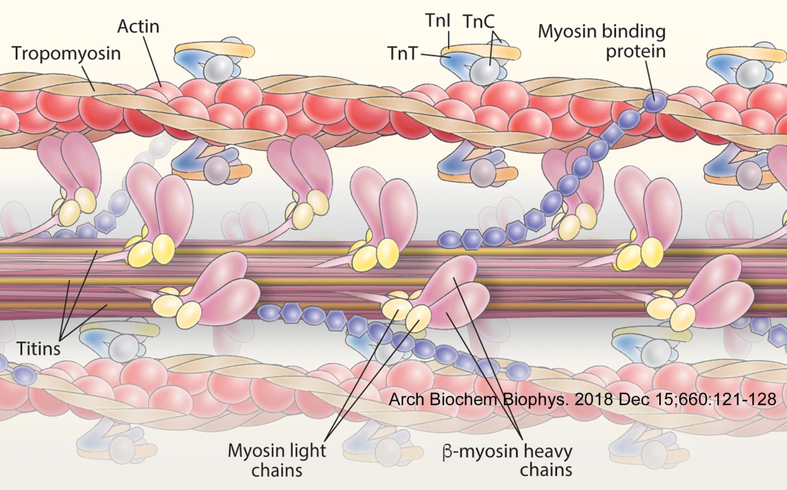 sadayappan lab image 3